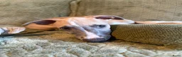 Whippet dogs for sale: 3 Lovely boys  - Advert 6