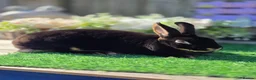 Rex rabbits for sale: Black Tan Mini Rex Doe Available  - Advert 2