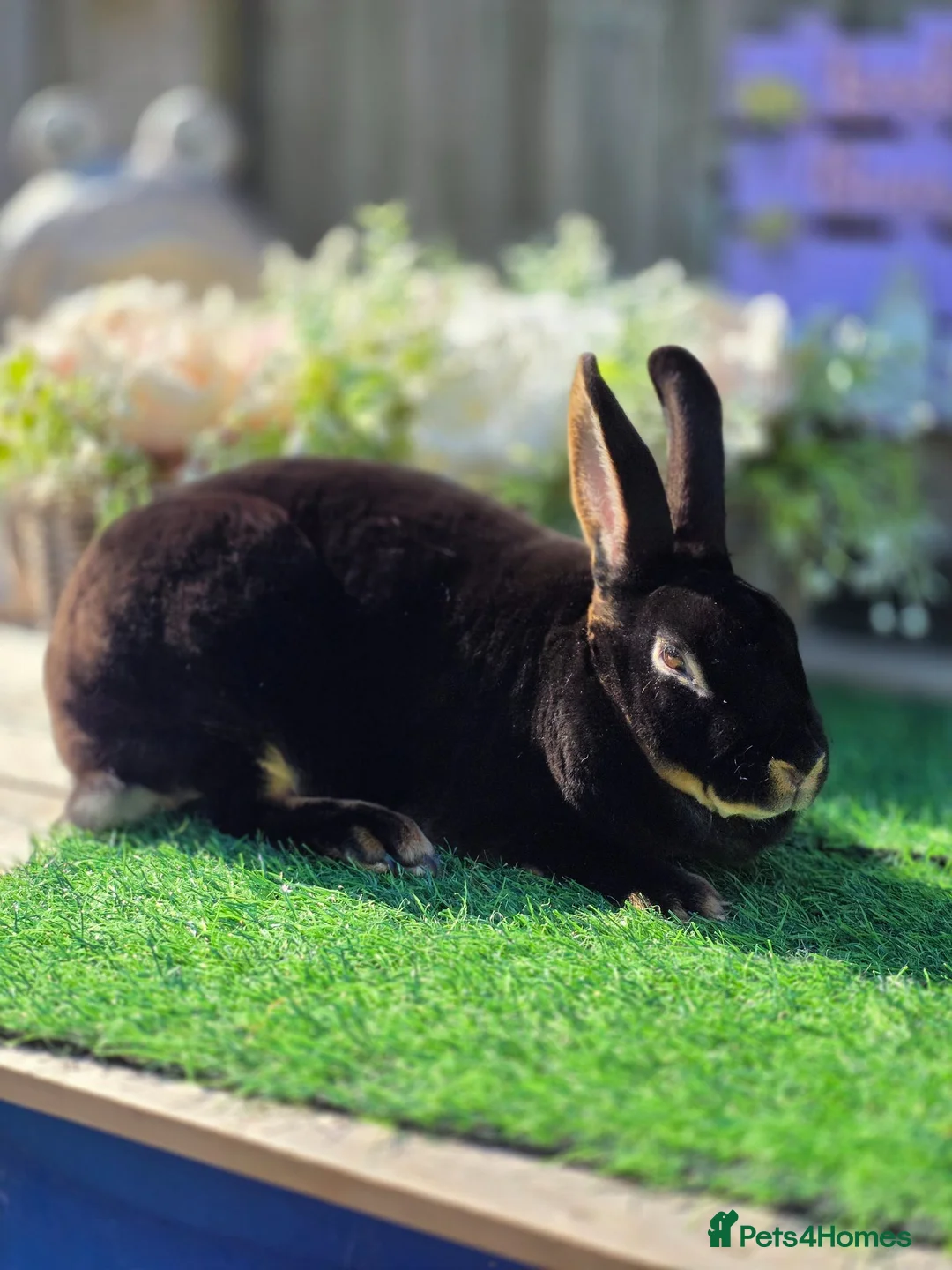 Rex rabbits for sale: Black Tan Mini Rex Doe Available  - Advert 2