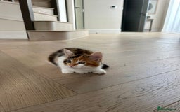 Mixed Breed cats for sale: Mainecoon mix kitten - Image 5