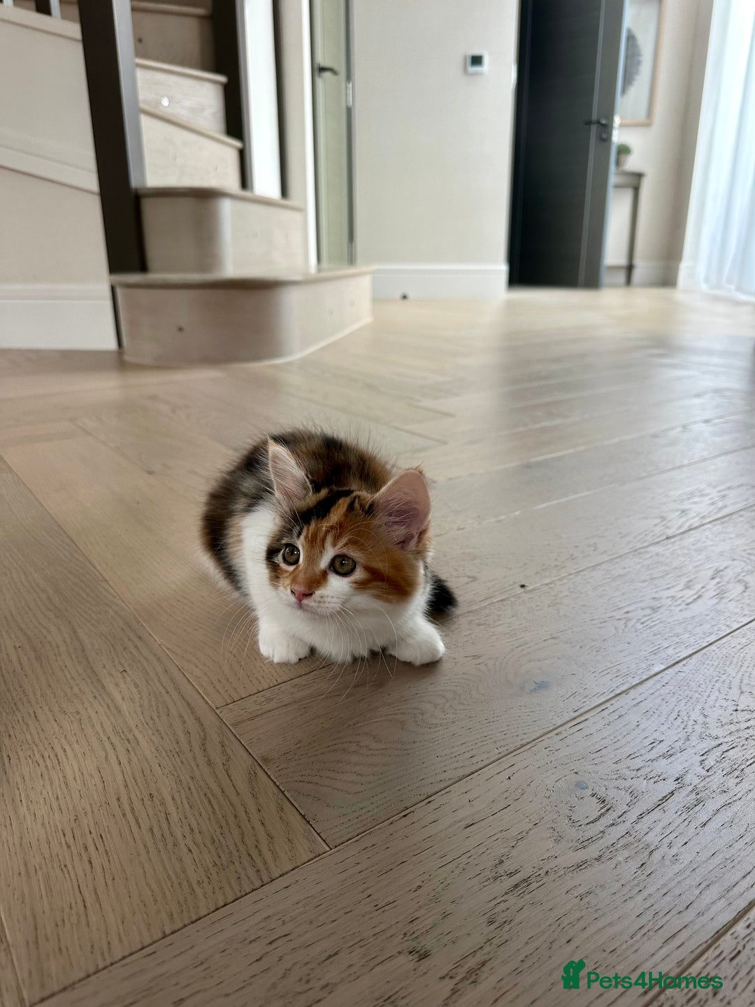 Mixed Breed cats for sale: Mainecoon mix kitten - Image 5
