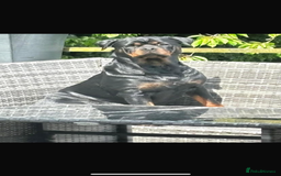 Rottweiler dogs for sale: Pedigree German chunky Rottweiler puppies  - Image 2