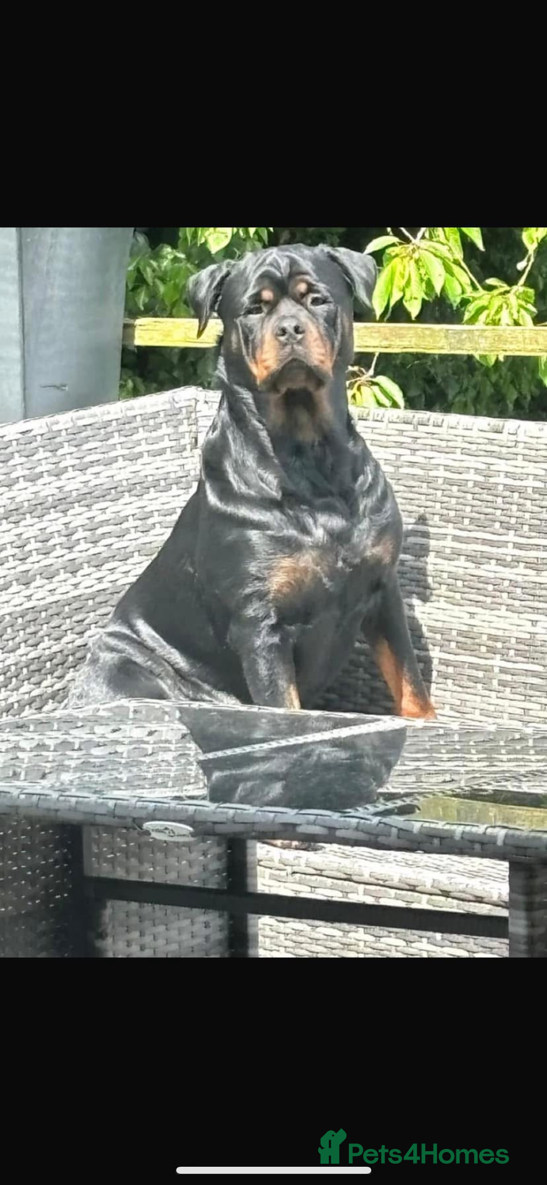 Rottweiler dogs for sale: Pedigree German chunky Rottweiler puppies  - Image 2