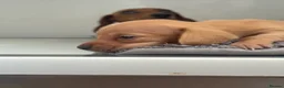 Miniature Dachshund dogs for sale: Long/smooth haired cream/Red Mini Dachshund pups - Advert 9
