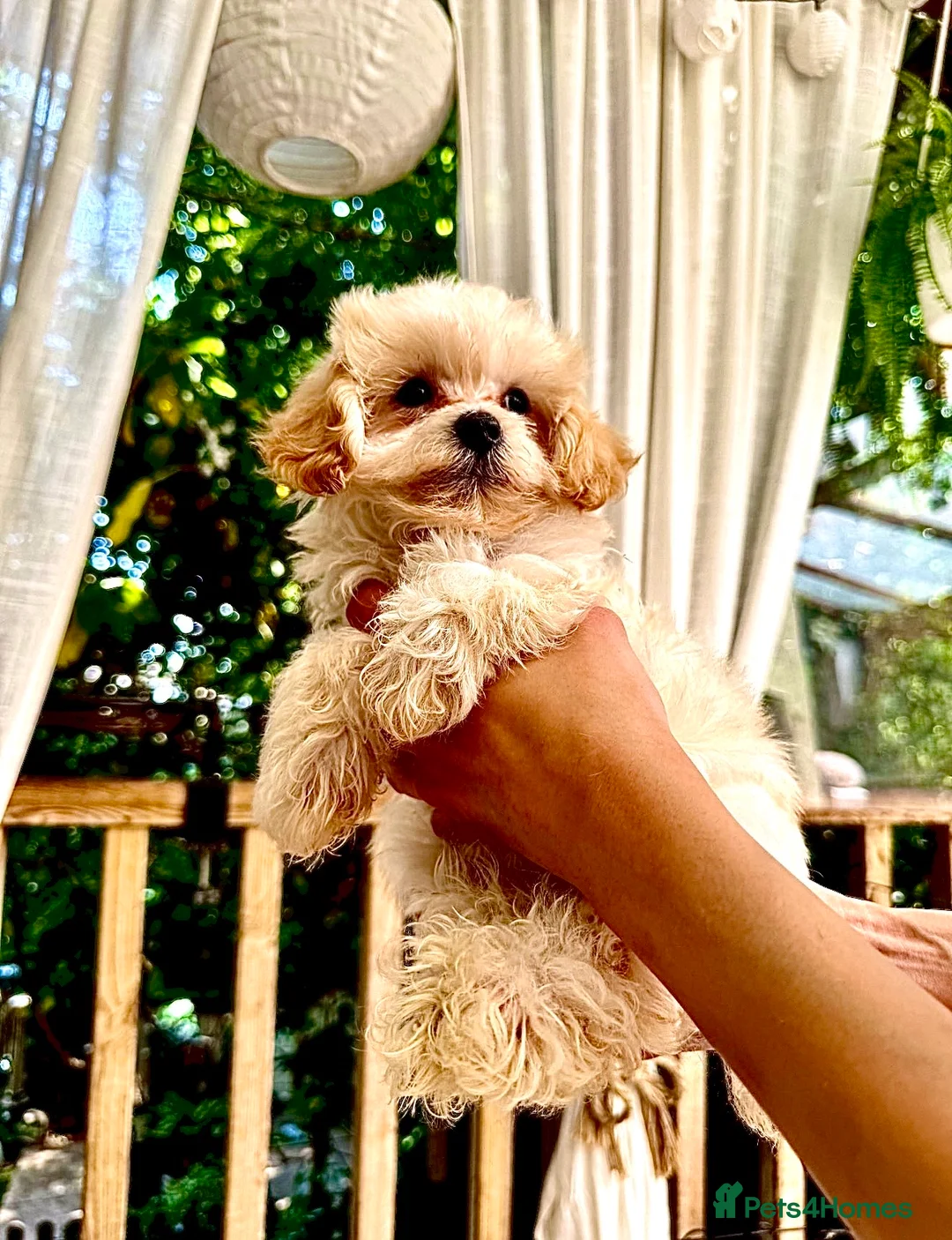 Maltipoo dogs for sale: * Tiny Korean Maltipoo Babies * - Advert 2