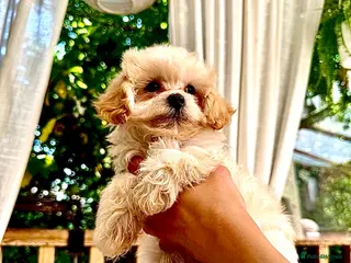 Maltipoo dogs * Tiny Korean Maltipoo Babies * - Advert 6