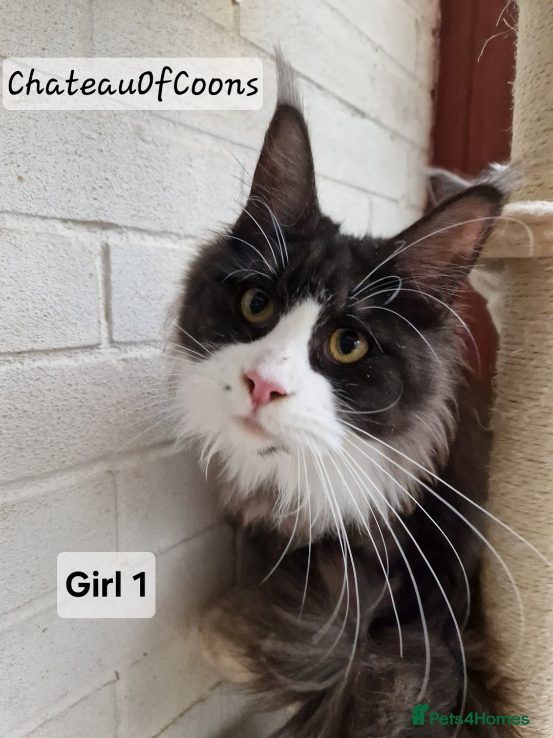 Maine Coon cats for sale: Stunning Black Smoke Registred Maine Coon Kittens - Advert 30