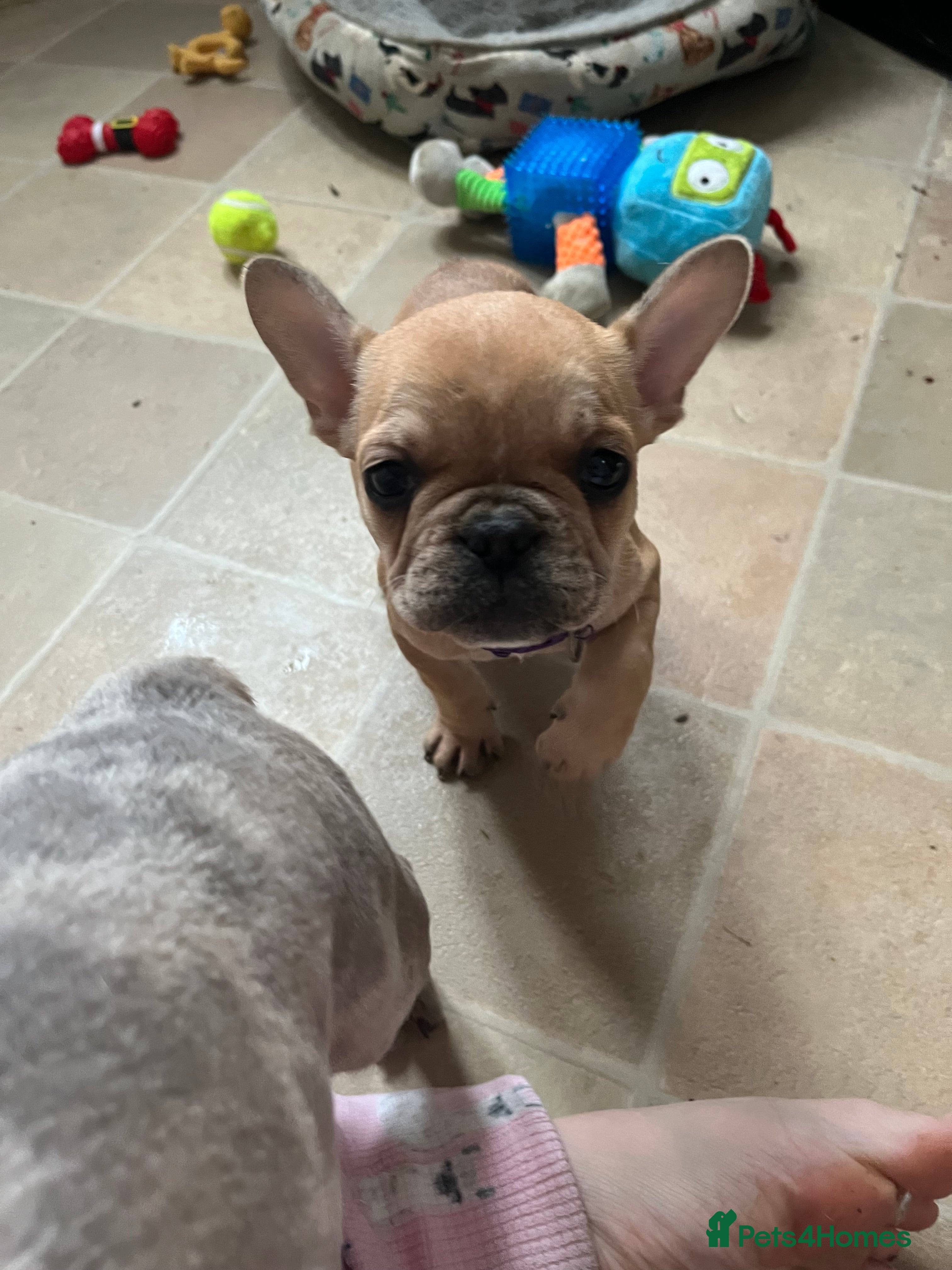 French Bulldog dogs French bulldog puppies - Advert 10