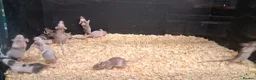 Mouse rodents for sale: Baby Fancy and Hairless Mice Females - Advert 3