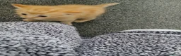 Mixed Breed cats for sale: Blended Ragdoll Kittens - Advert 10