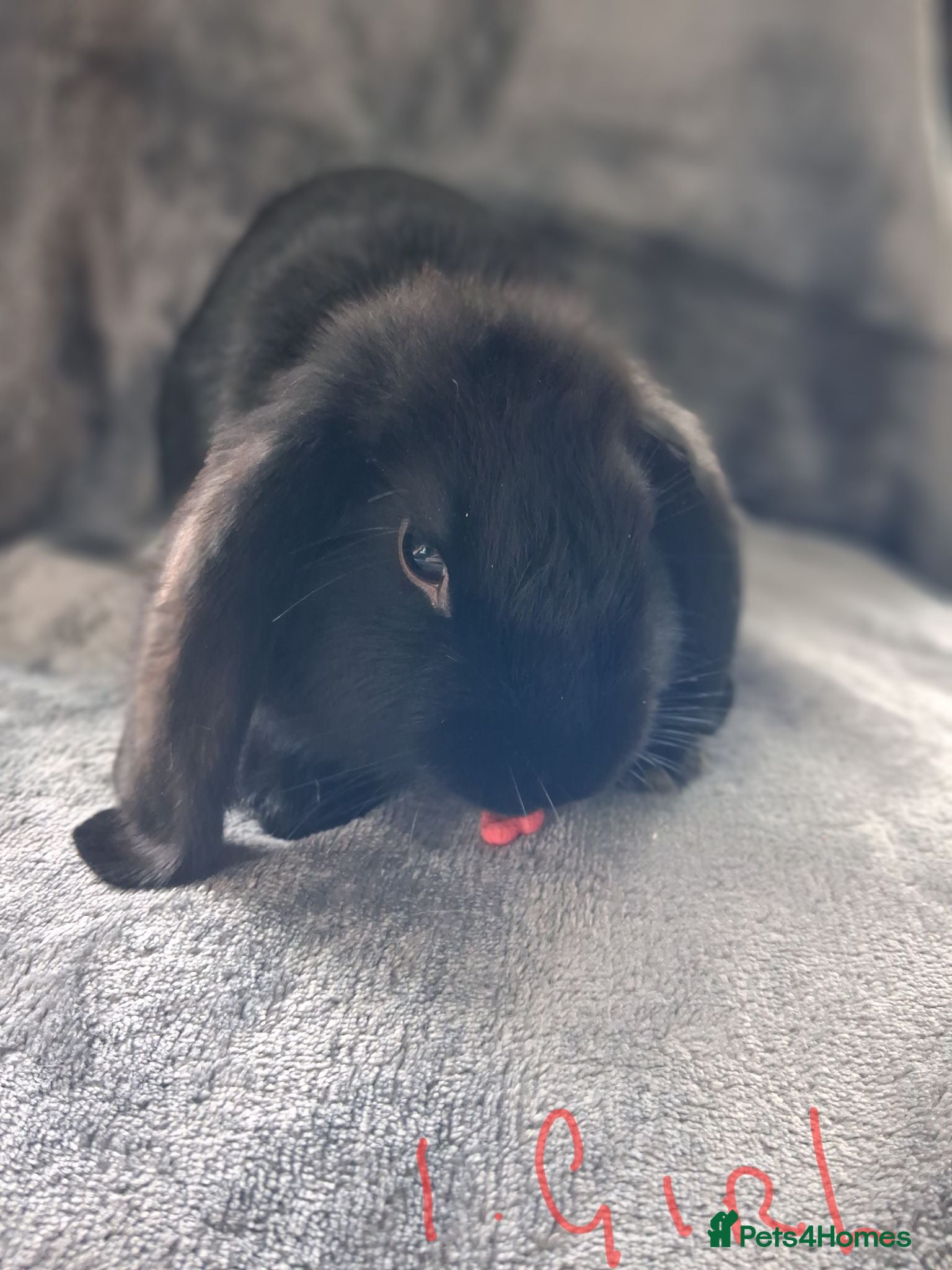 French Lop rabbits French lop x plush mini lop  - Advert 13