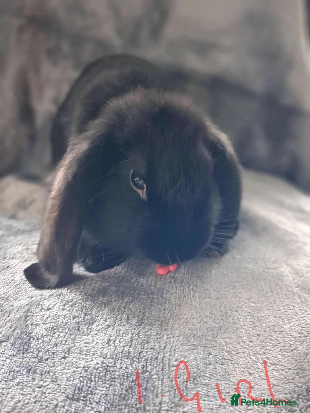 French Lop rabbits for sale: French lop x plush mini lop  - Advert 2