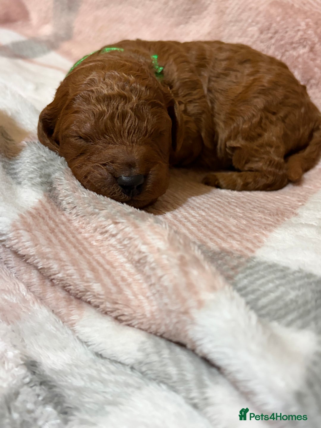Cavapoo dogs for sale: Beautiful red cavapoo - Advert 7