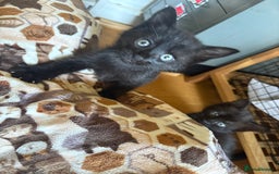 Mixed Breed cats for sale: Beautiful boys and girls  - Image 5