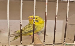 Budgerigars birds for sale: 100£ German Fallow - Image 3