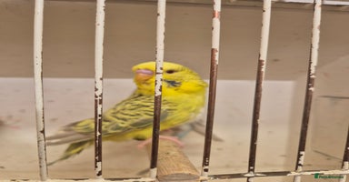 Budgerigars birds - Advert 2
