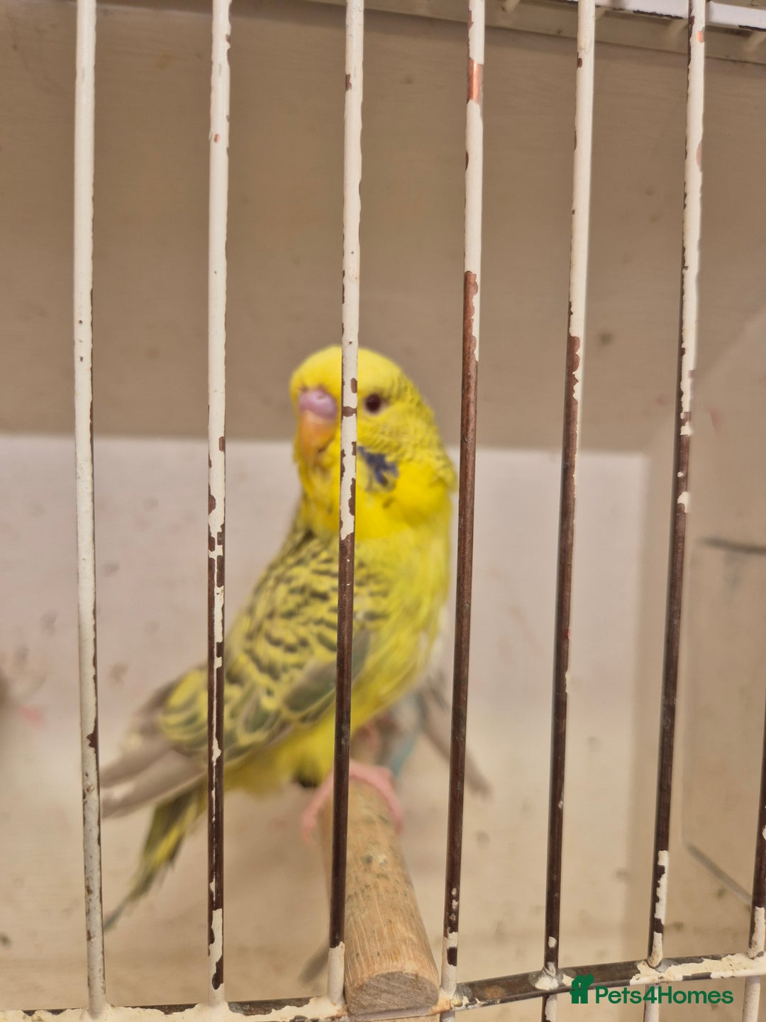 Budgerigars birds for sale: 100£ German Fallow - Image 3