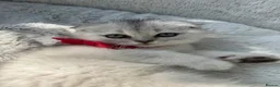 Scottish Fold cats for sale: Scottish fold - Advert 3