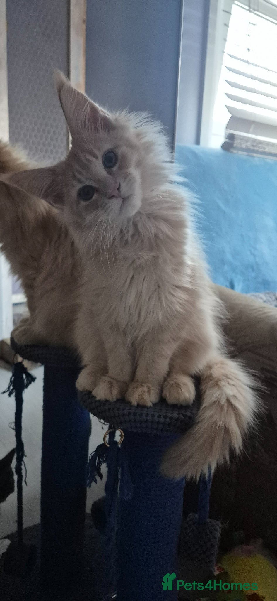 Maine Coon cats DNA clear Maine Coon kittens TICA registered  - Advert 4