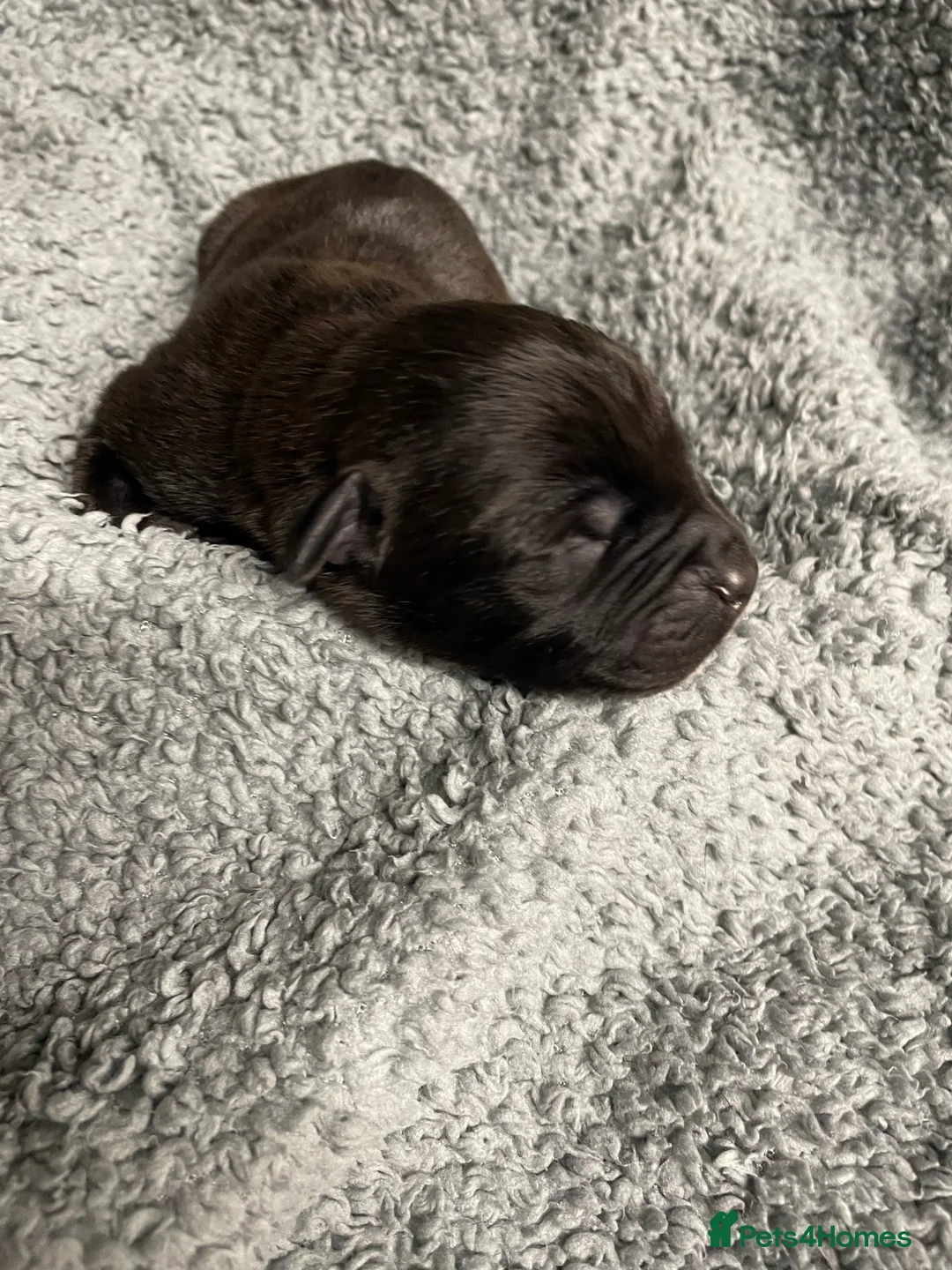 Staffordshire Bull Terrier dogs for sale: Staffordshire Bull Terrier Pups 💙🩷 - Advert 17