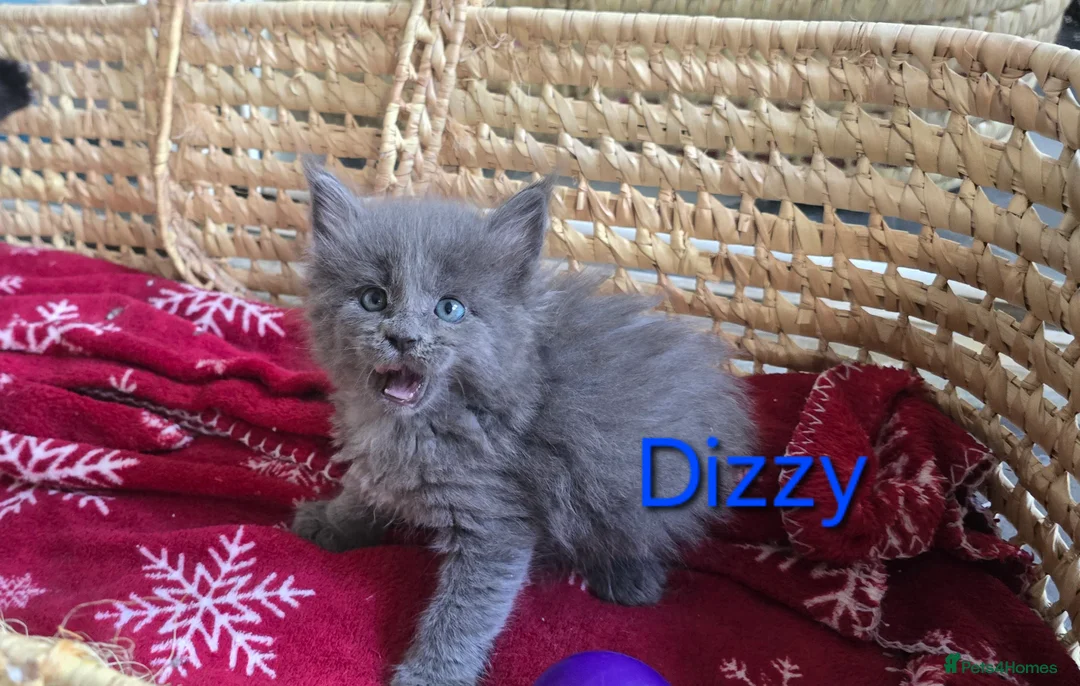 Maine Coon cats for sale: Maine Coon Kitten ready - Advert 19