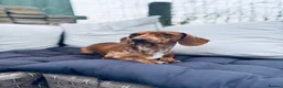 Miniature Dachshund dogs for sale: KC Reg Quality Miniature Dachshunds  in Driffield - Advert 3