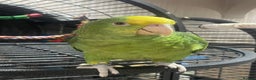 Parrots birds for sale: DYH double yellow headed Amazon parrots - Advert 6