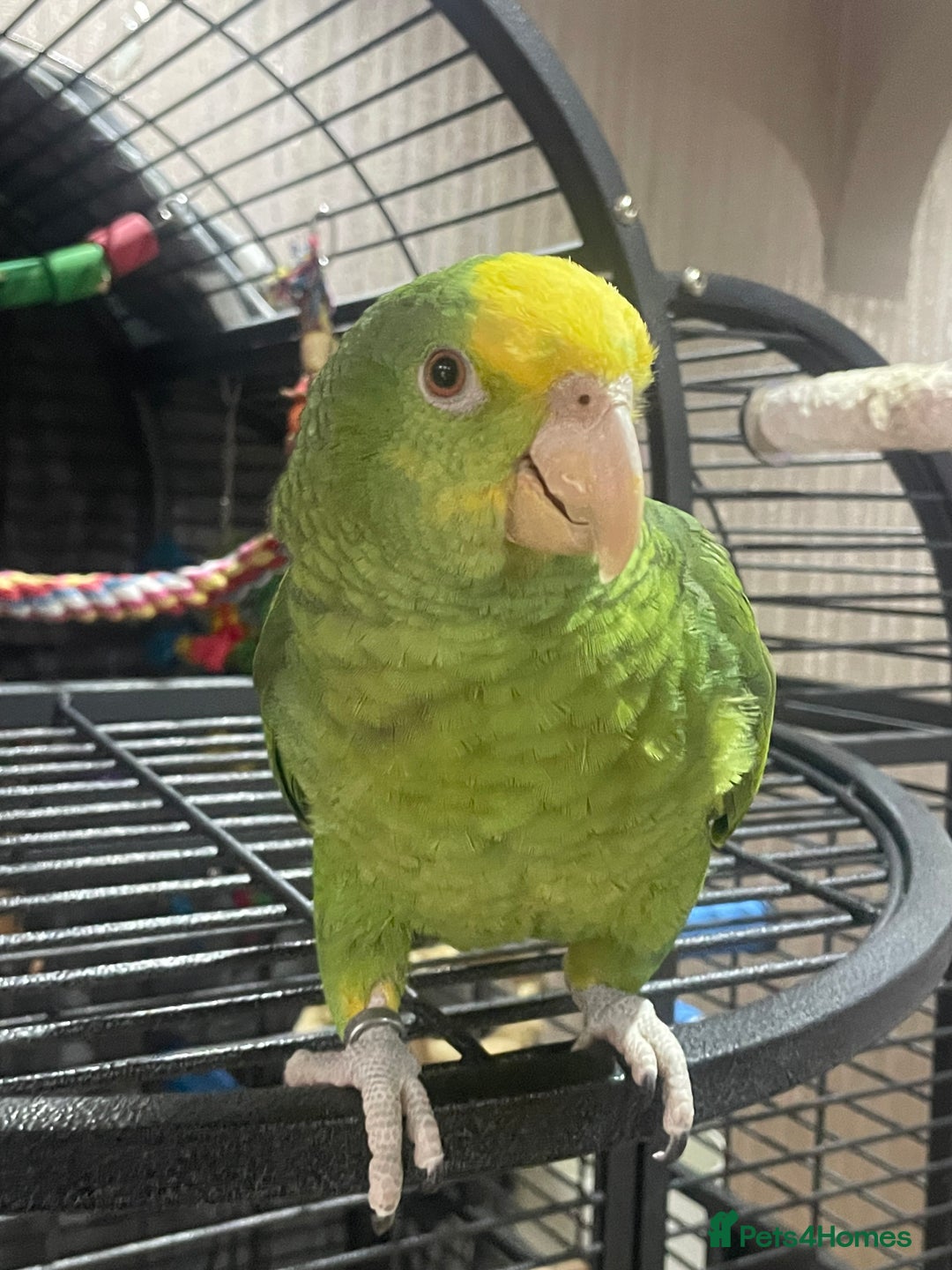 Parrots birds for sale: DYH double yellow headed Amazon parrots - Advert 6
