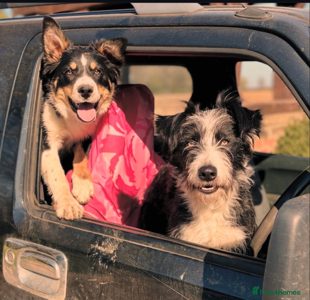 Mixed Breed dogs Beautiful, Bearded Collie x Border Collie pups.  - Advert 1