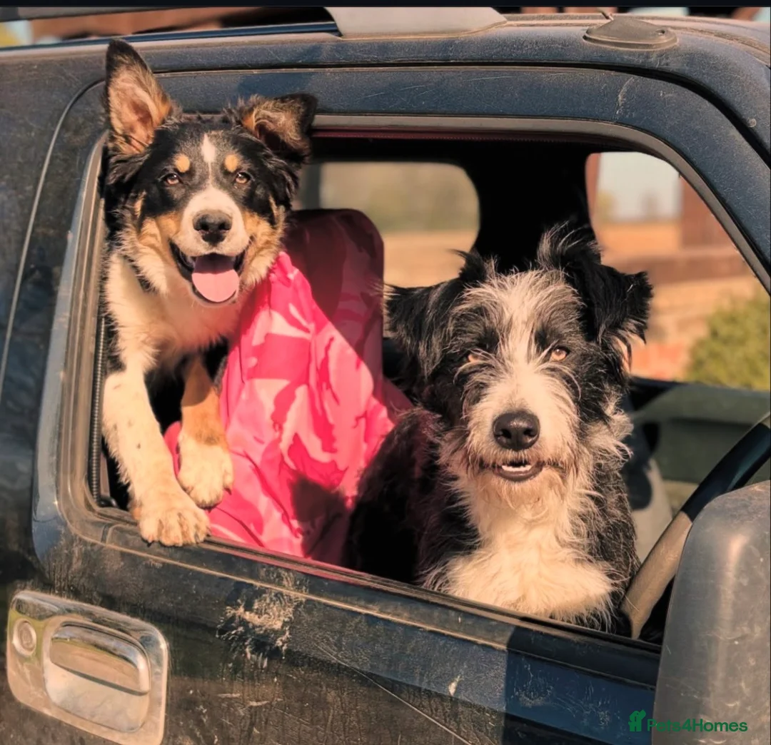 Mixed Breed dogs for sale: Beautiful, Bearded Collie x Border Collie pups.  - Advert 1