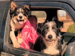 Mixed Breed dogs Beautiful, Bearded Collie x Border Collie pups. - Advert 1