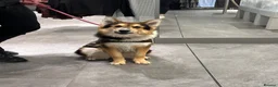 Shepsky dogs for sale: German Shepard X husky in Liverpool - Advert 9