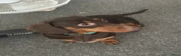 Dachshund dogs for sale: Male dachshund-Billy  - Advert 4