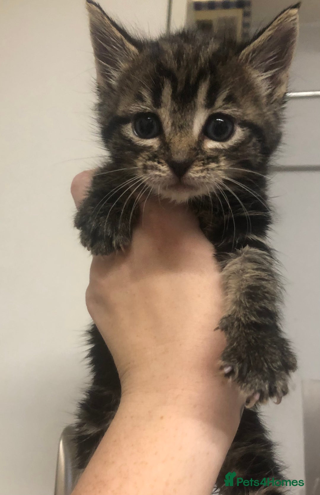 Mixed Breed cats for sale: 3 Beautiful Kittens - Advert 5