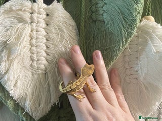 Gecko reptiles Crested Gecko babies - Advert 17