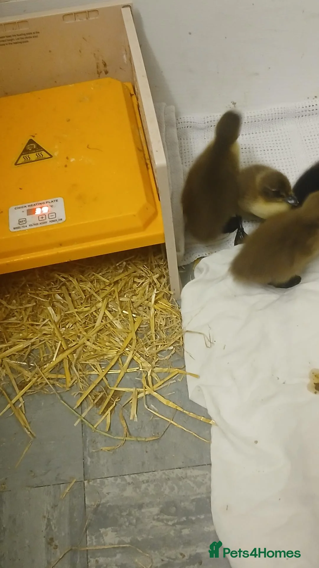 Mixed Breed livestock for sale: Runner ducklings  - Advert 2