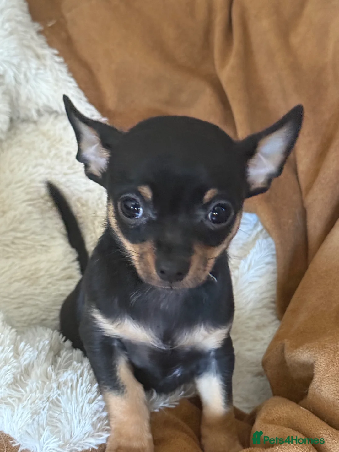 Chihuahua dogs for sale: Male chihuahua  - Advert 2