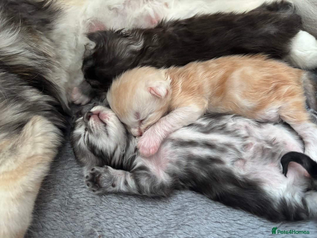 Maine Coon cats for sale: 3 beautiful Maine coon babies READY NOVEMBER - Image 6