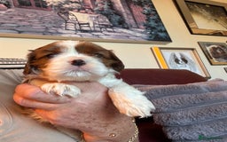 Cavalier King Charles Spaniel dogs for sale: Pedigree King Charles cavaliers - Image 7