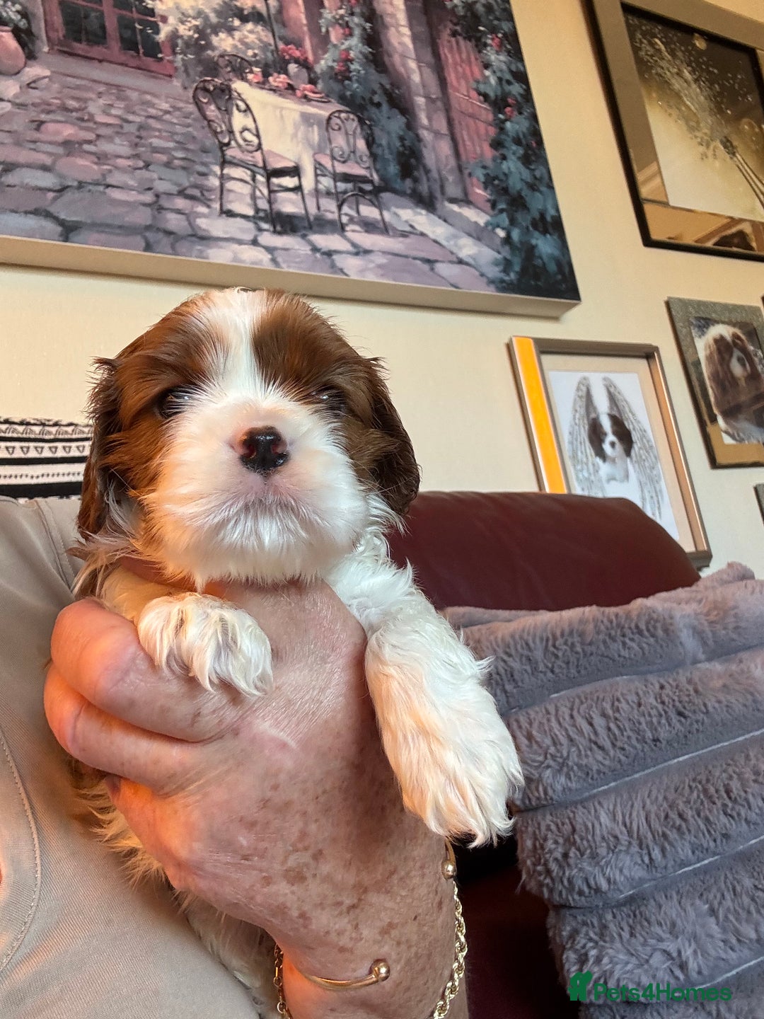 Cavalier King Charles Spaniel dogs for sale: Pedigree King Charles cavaliers - Image 7