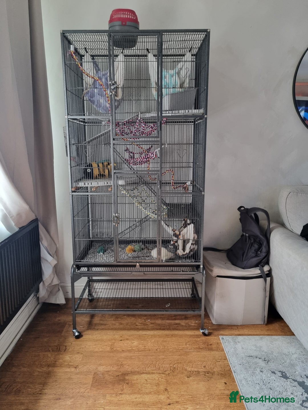 Rat rodents for sale: 4 rats and cage - Image 5