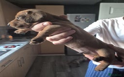 Dachshund dogs for sale: Dachshund puppies  - Image 13