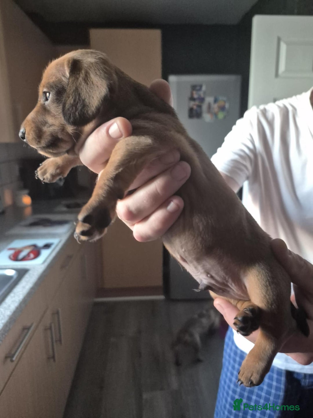 Dachshund dogs for sale: Dachshund puppies  - Image 13