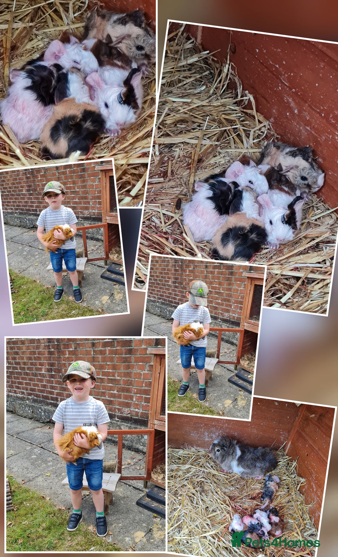 Guinea Pig rodents for sale: Baby guinea pigs for sale - Advert 20