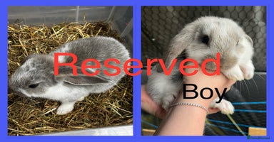 French Lop rabbits - Advert 2
