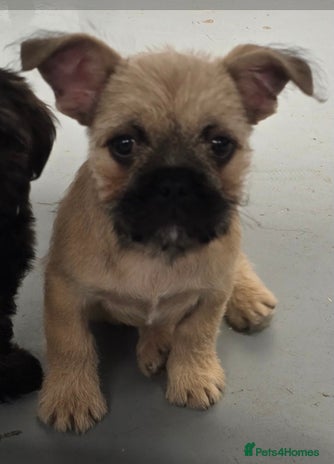 Mixed Breed dogs - Advert 1