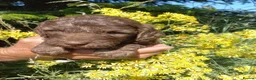 Labradoodle dogs for sale: Ready now , first vaccine complete & health check  - Advert 22