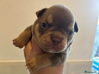 American Bully dogs Miniature microbully puppies - Advert 2