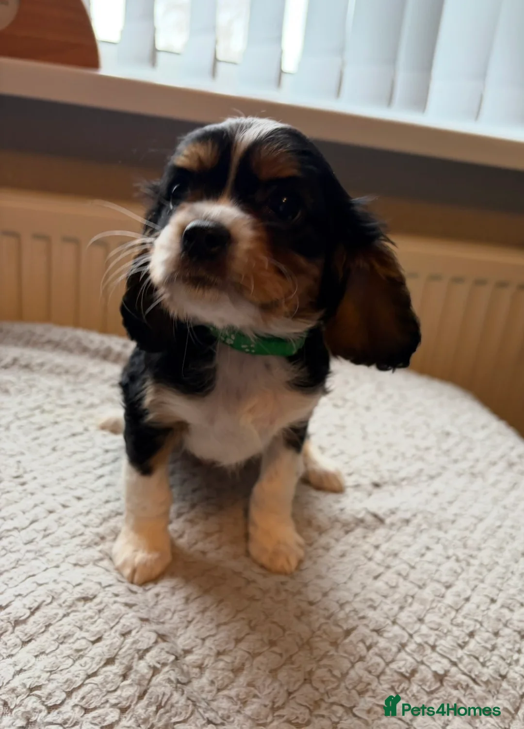 Cavalier King Charles Spaniel dogs for sale: Tri/ Blenheim Cavalier King Charles Puppies ready  - Advert 11