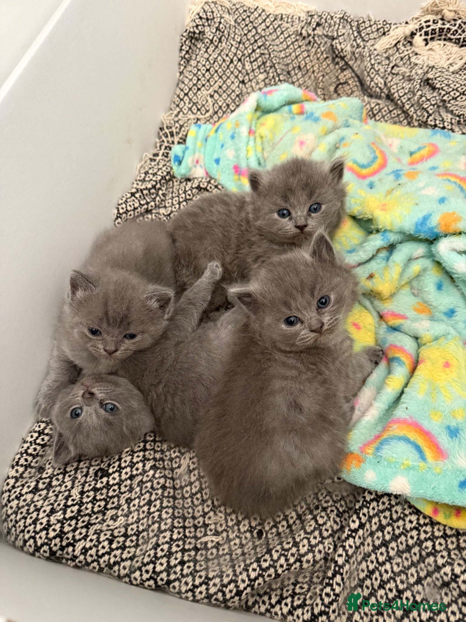 British Shorthair cats 🐾 British Shorthair × Ragdoll Kittens 🐾 - Advert 15